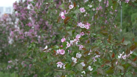 Branches of blooming apple trees in mid-summer. Stock Footage 201078689