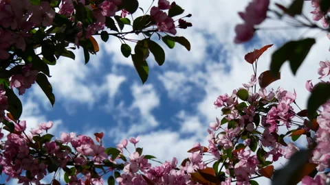 Branches of blooming apple trees in mid-summer on the background of sky. Stock Footage 201079298
