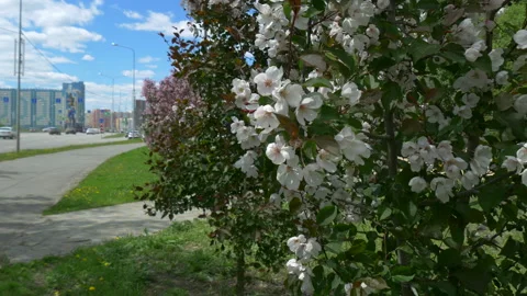 Branches of blooming apple trees in mid-summer on the background of city. Stock Footage 201079701