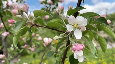 Branches of a blooming apple trees in the Spring Garden. Selective Focus Stock Footage 233033227