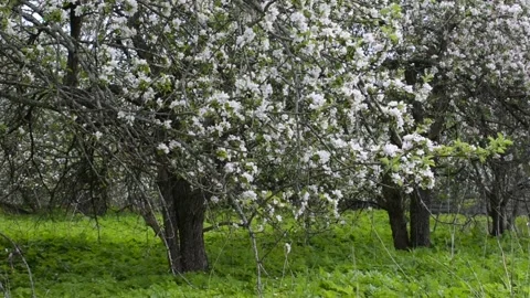 Branches of blooming apple trees, wind, flying flower petals Stock Footage 146689842