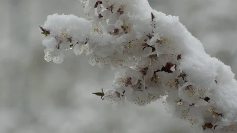 The branches of the blooming apricots are covered with snow. Close-up Video stock 75014284