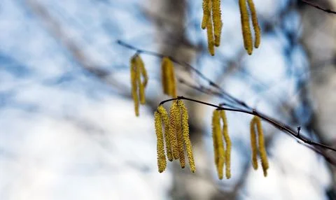 Branches of a blooming birch tree with fresh new leaves in the spring Stock Photos