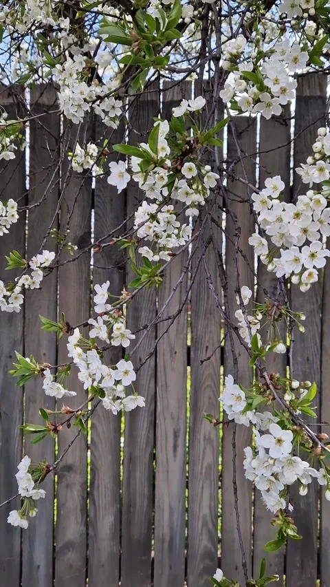 Branches of blooming cherry on the background of a wooden fence Video stock 334616004