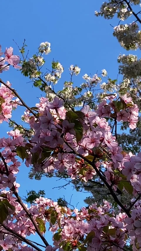 Branches of blooming cherry blossom against a clear blue spring sky, symboliz Video stock 310404533