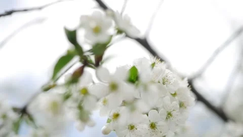 Branches of blooming cherry close-up on a sunny day. Beautiful nature Stock Footage 130178209