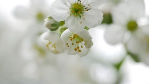 Branches of blooming cherry close-up on a sunny day. Beautiful nature Stock Footage 130178377