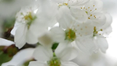 Branches of blooming cherry close-up on a sunny day. Beautiful nature Stock Footage 130178518