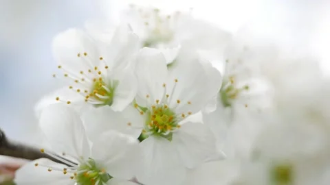 Branches of blooming cherry close-up on a sunny day. Beautiful nature Stock Footage 130178680