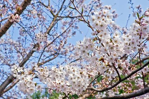 Branches of blooming cherry Stock-Fotos