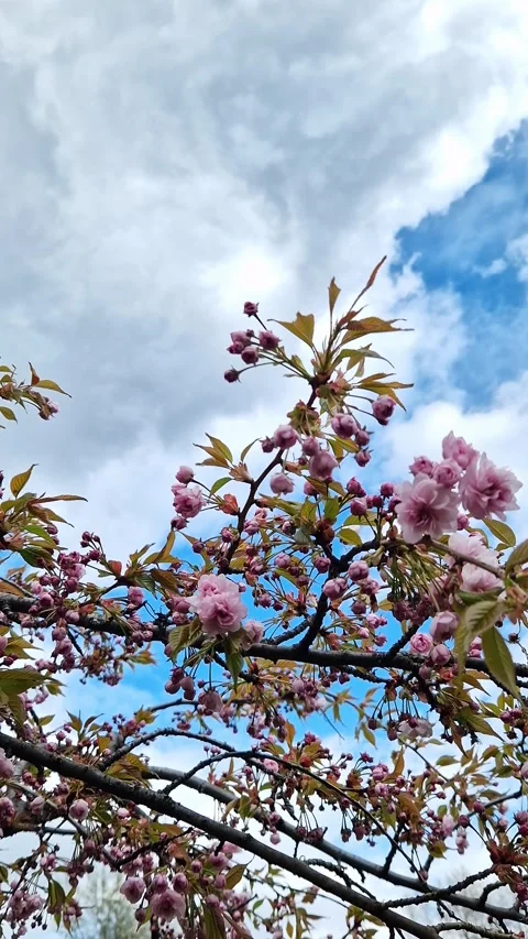 Branches of blooming cherry (sakura) with pink double flowers 스톡 동영상 334618479