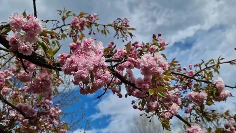 Branches of blooming cherry (sakura) with pink double flowers 스톡 동영상 334618482