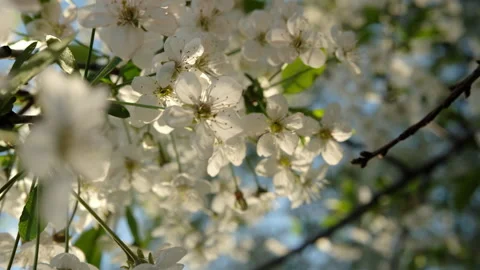 Branches of blooming cherry with soft focus Stock Footage 303569057