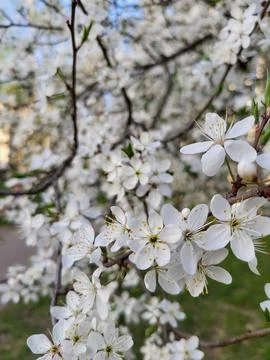 Branches of Blooming Cherry in Spring Garden Stock Photos