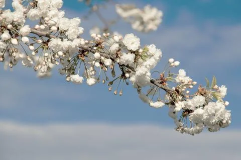 Branches of blooming cherry tree  on blue sky. Stock Photos