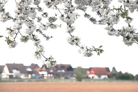 Branches of blooming cherry tree  on blue sky Stock Photos