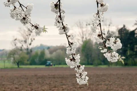 Branches of blooming cherry tree  on blue sky Stock Photos