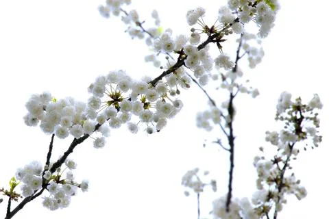 Branches of blooming cherry tree  on blue sky Stock Photos