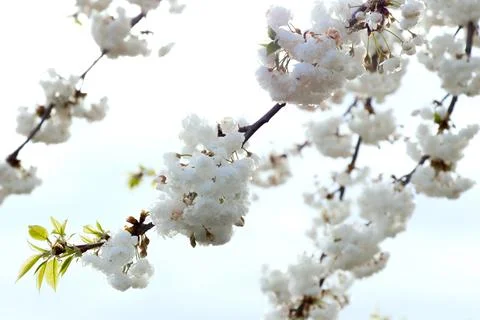 Branches of blooming cherry tree  on blue sky Stock Photos