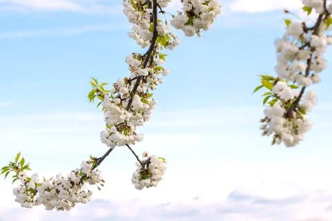 Branches of blooming cherry tree  on blue sky Stock Photos