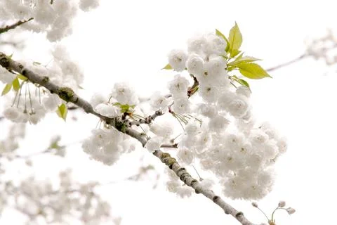 Branches of blooming cherry tree  on blue sky Stock Photos