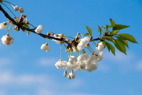 Branches of blooming cherry tree  on blue sky. Stock Photos