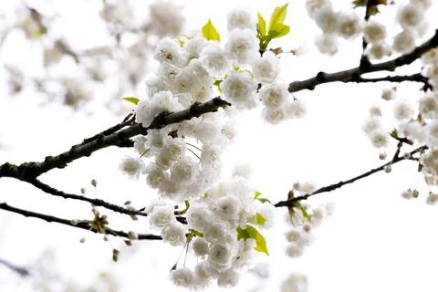 Branches of blooming cherry tree  on blue sky Stock Photos