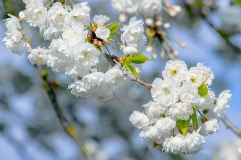 Branches of blooming cherry tree  on blue sky Stock Photos
