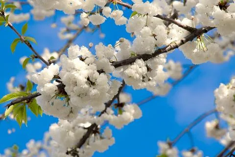 Branches of blooming cherry tree  on blue sky Stock Photos