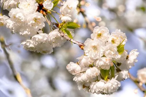 Branches of blooming cherry tree  on blue sky Stock Photos