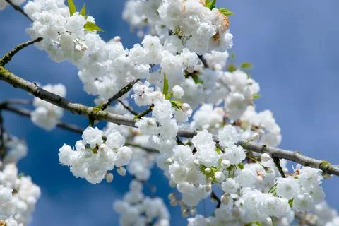 Branches of blooming cherry tree  on blue sky Stock Photos