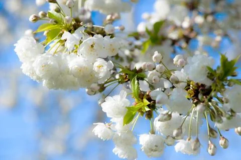 Branches of blooming cherry tree  on blue sky. Stock Photos