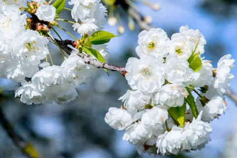 Branches of blooming cherry tree  on blue sky Stock Photos