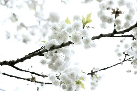 Branches of blooming cherry tree  on blue sky Stock Photos
