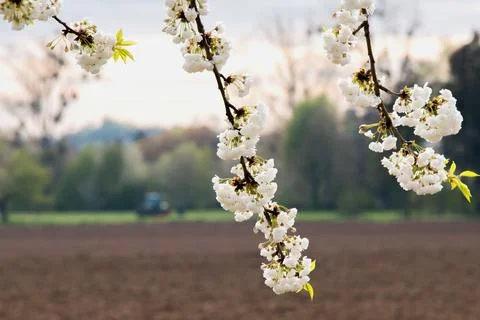 Branches of blooming cherry tree  on blue sky Stock Photos