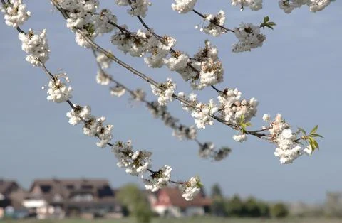 Branches of blooming cherry tree  on blue sky Stock Photos