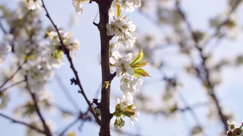 Branches of blooming cherry tree moving in the wind Stock Footage 230092510