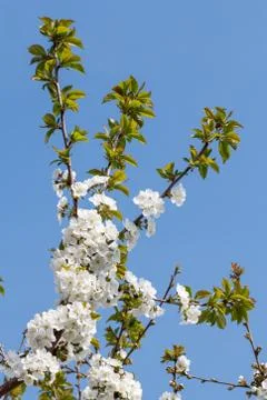 Branches of blooming cherry tree in a spring orchard. Stock Photos