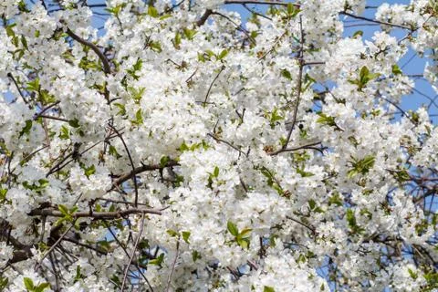 Branches of blooming cherry tree in a spring orchard. Stock Photos