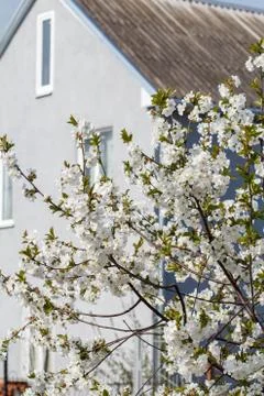 Branches of blooming cherry tree in a spring time. Stock Photos