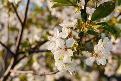 Branches of blooming cherry tree in a spring orchard. Stock Photos