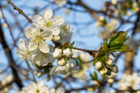 Branches of a blooming cherry tree in the spring orchard. Stock Photos