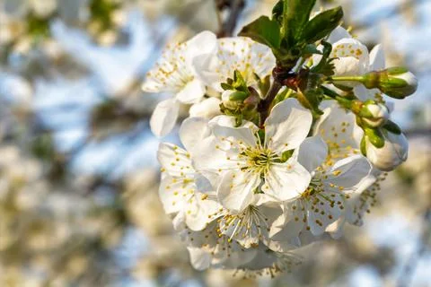 Branches of a blooming cherry tree in the spring orchard. Stock Photos