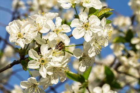 Branches of a blooming cherry tree in the spring orchard. Foto stock