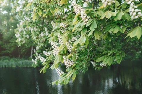 Branches of blooming chestnut Stock Photos