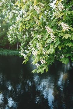 Branches of blooming chestnut Stock Photos