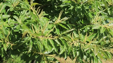 Branches of blooming chestnut trees in spring. Stock Footage 202283658