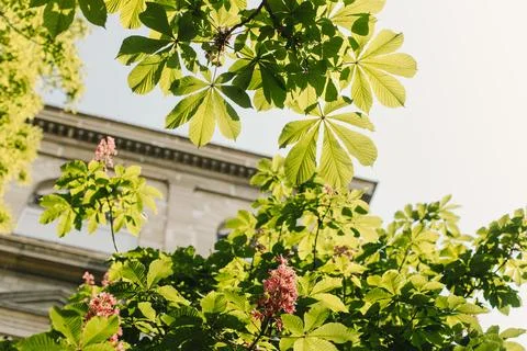 Branches of blooming chestnuts Stock Photos