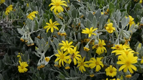 Branches of blooming flowers Видео 128119680