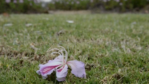 Branches of blooming flowers Видео 128119885